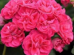 Пеларгония розебудная Сурвивор, горшок р9 ― Все в сад