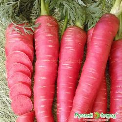 Морковь Рубиновая F1 (Вкуснятина) (НК) ― Все в сад
