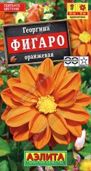 Георгина Фигаро оранжевый, махровый (Аэлита) ― Все в сад