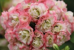 Пеларгония розебудная Appleblossom, горшок р9 ― Все в сад